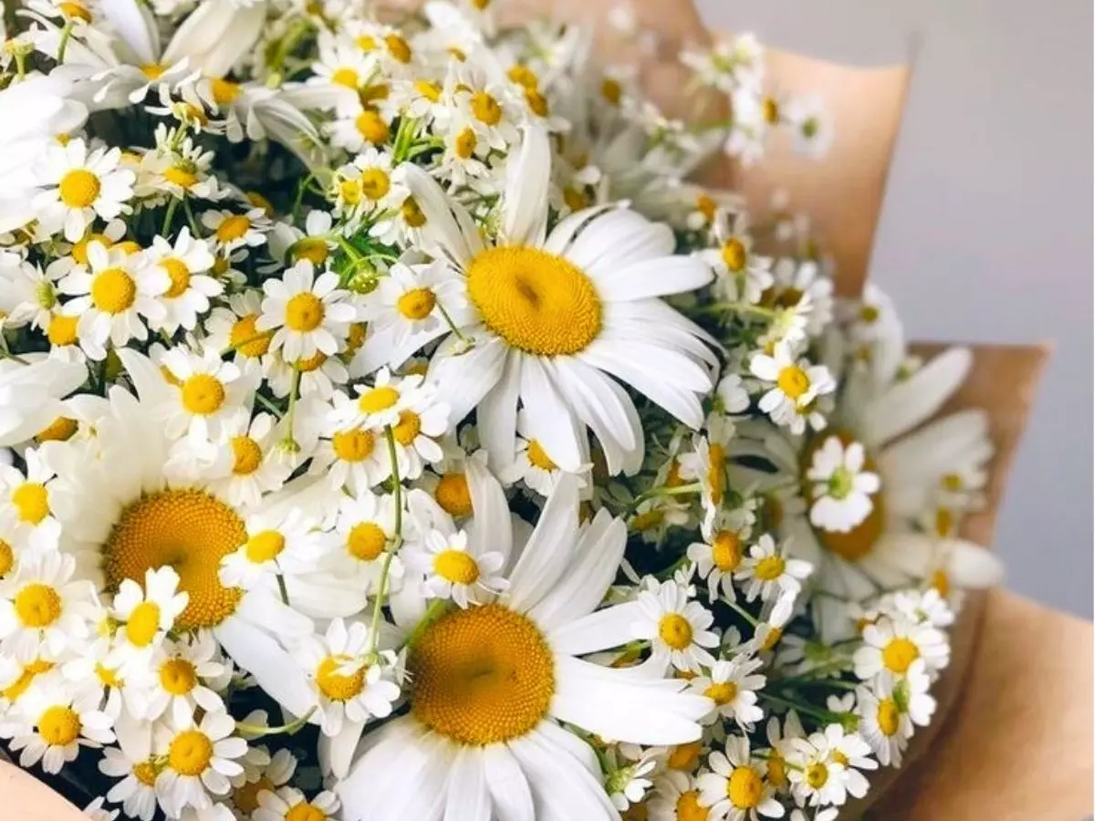 Buquê de margaridas brancas com centros amarelos